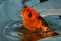 Orange and black koi fish, Cyprinus carpio close up on the head Royalty Free Stock Photo