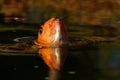 Orange and black koi fish,  Cyprinus carpio close up on the head Royalty Free Stock Photo