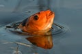 Orange and black koi fish, Cyprinus carpio close up on the head Royalty Free Stock Photo