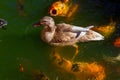 Koi Fish Seemingly Yells At a Mother Duck as She and Her Brood H