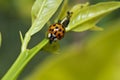 An orange and black lady beetle feeding on an aphid