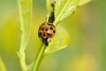 An orange and black lady beetle feeding on an aphid