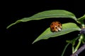 Orange and black lady bug on green leaf. Royalty Free Stock Photo