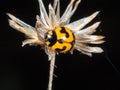 Orange and black ladybug on dry grass flower in garden Royalty Free Stock Photo