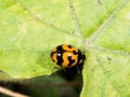 Orange and black ladybug on dry grass flower in garden Royalty Free Stock Photo