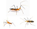 Orange and black milkweed assassin bug - Zelus longipes - isolated on white back ground Three views or angles in Florida Royalty Free Stock Photo