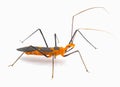 Orange and black milkweed assassin bug - Zelus longipes - isolated on white Royalty Free Stock Photo