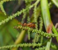 Orange and black milkweed assassin bug Zelus longipes Royalty Free Stock Photo