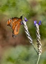 Monarch butterfly purple flower Royalty Free Stock Photo