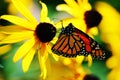 A perfect monarch butterfly sitting on a yellow flower in a field of flowers. Royalty Free Stock Photo