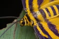 An orange and black moth