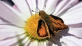 Orange and black moth