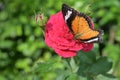 Orange and black pattern on wing of butterfly on pink rose flower with water dew drop on petal in morning