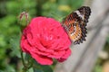 Orange and black pattern on wing of butterfly on pink rose flower with water dew drop on petal Royalty Free Stock Photo