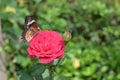 Orange and black pattern on wing of butterfly on pink rose flower with water dew drop on petal in morning Royalty Free Stock Photo