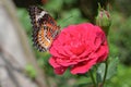 Orange and black pattern on wing of butterfly on pink rose flower with water dew drop on petal in morning Royalty Free Stock Photo