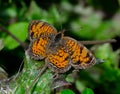 Pearl Crescent Butterfly on a Dying Leaf