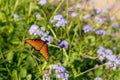 Queen butterfly, Danaus gilippus,  on blue mistflowers Royalty Free Stock Photo