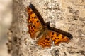 Orange and black speckled butterfly sitting on a birch tree trunk in sunlight Royalty Free Stock Photo