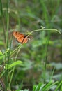 Orange and black spotted Acraea violae butterfly spreads its wings on a thin twig.