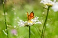 Orange black spotted butterfly on the camomile