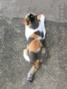 Orange black spotty kitty sitting on the concrete slab. Royalty Free Stock Photo