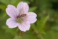 Orange and black striped Marmalade Hoverfly, Episyrphus balteatus on a pink cranesbill flower, Geranium endressii