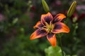 Orange-black Tiger Lily. Bright summer flower in the garden, background Royalty Free Stock Photo