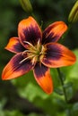 Orange-black Tiger Lily. Bright summer flower in the garden, background Royalty Free Stock Photo