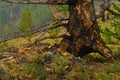 Orange black trunk of burnt coniferous tree with branches and root after fire among grass in forest. Warm light Royalty Free Stock Photo