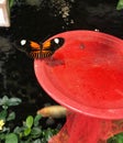 Butterfly at New Orleans insectarium