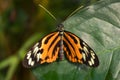 Orange, black and white butterfly, posing on a green leaf