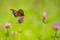 Monarch butterfly foraging on a purple clover flower, in a field in Quebec, Canada. Royalty Free Stock Photo