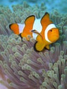 Orange Black and white stripe clown fish