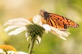 Orange and black wings of a monarch butterfly Royalty Free Stock Photo