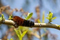 Orange black woolly bear caterpillar crawling over tree branch - blue sky blurred background