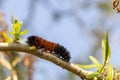 Orange black woolly bear caterpillar crawling over tree branch - blue sky blurred background