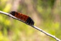 Orange black woolly bear caterpillar crawling over tree branch - green leaf blurred background