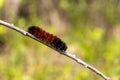 Orange black woolly bear caterpillar crawling over tree branch - green leaf blurred background