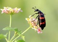 ORANGE BLISTER BEETLE