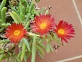 Orange bloom blooming succulents