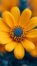 Orange bloom, Mexican sunflower weed, close up natures intricate beauty