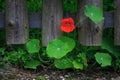 Orange Bloomed Nasturtium