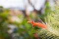 Orange blooming of air plant, Tillandsia Funckiana, on blurred nature background