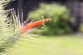 Orange blooming of air plant, Tillandsia Funckiana, on blurred nature background