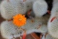 Orange blooming cactus Rebutia fiebrigii close-up Royalty Free Stock Photo