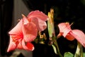 Orange, blooming cannon lily flower and buds in a tropical lanai Royalty Free Stock Photo