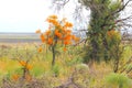 Orange blooming Christmas tree, Nuytsia Floribunda, in Western Australia Royalty Free Stock Photo