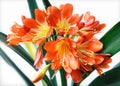 Orange blooming clivia miniata flower Royalty Free Stock Photo