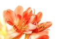 Orange blooming clivia miniata flower Royalty Free Stock Photo